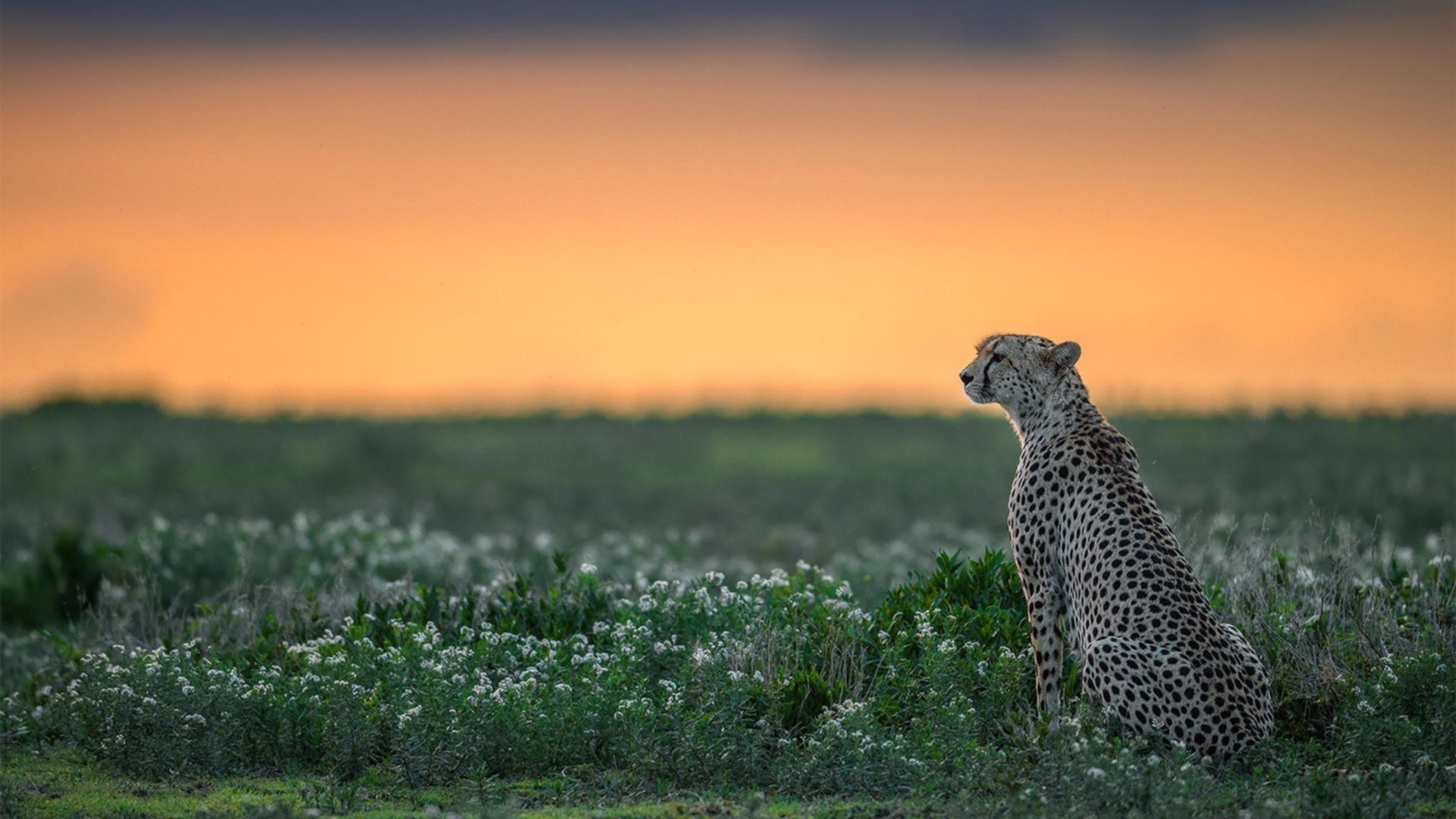 中国足球联赛杯赛与联赛赛程冲突与妥善安排，中国足球联赛赛制